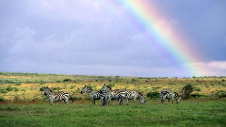 Landscapes rainbows zebras skyscapes wallpaper
