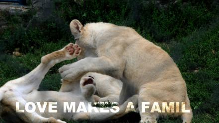 Love family animals quotes lions playing wallpaper