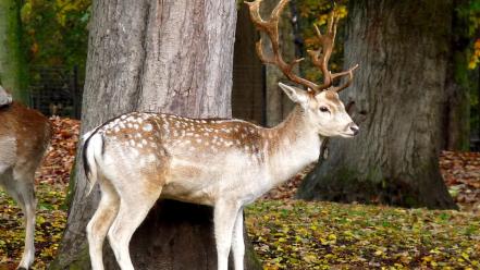 Nature animals deer wallpaper
