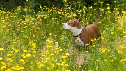 Nature animals dogs yellow flowers pit bull wallpaper