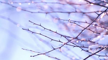 Nature snow bokeh branches thorns wallpaper