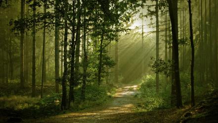 Nature trees forest path sunlight wallpaper