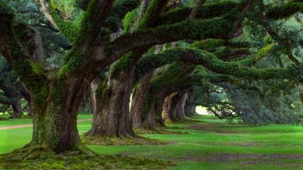 Nature trees live alley plantation oak louisiana wallpaper