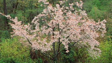 Nature trees oregon portland cherry tree wallpaper