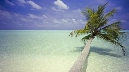 Ocean clouds beach palm trees wallpaper
