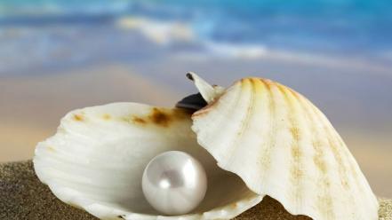 Sand shells pearls oysters wallpaper