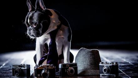 Animals dogs cameras french bulldog wallpaper