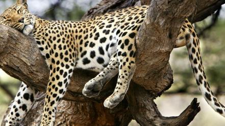 Animals funny cheetahs sleeping wallpaper
