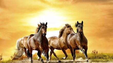 Animals horses sunlight running wallpaper