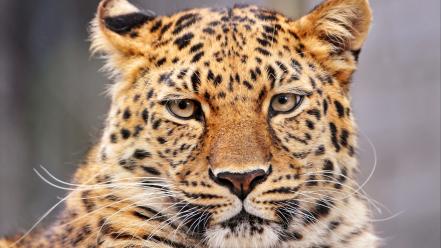 Animals leopards amur leopard wallpaper