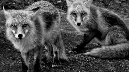 Animals national geographic grayscale foxes wallpaper