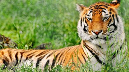 Animals tigers wallpaper