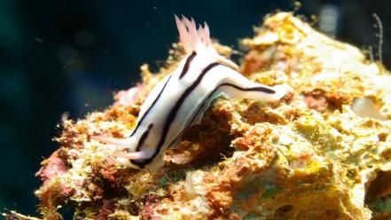 Animals underwater nudibranchia sea slugs wallpaper