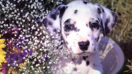 Dogs puppies dalmatians baby animals wallpaper