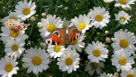 Flowers butterflies daisies wallpaper