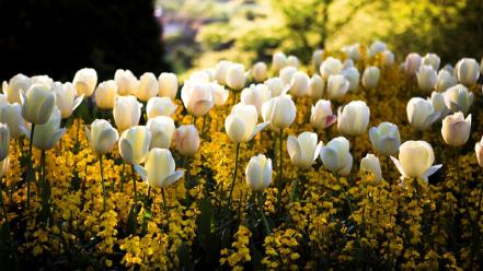 Flowers tulips white wallpaper