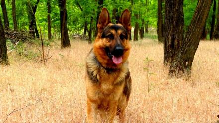 Forest animals dogs german shepherd wallpaper