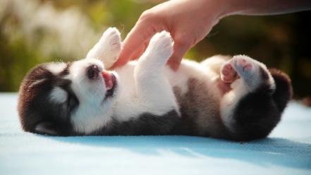Hands dogs husky siberian playing baby animals wallpaper