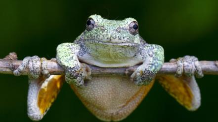 Hanging frogs amphibians wallpaper