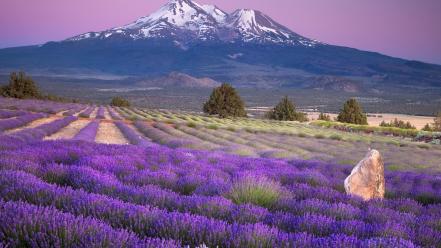 Landscapes california lavender mount shasta farm wallpaper