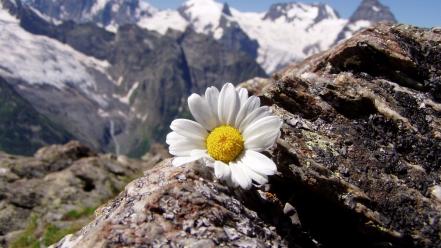 Mountains landscapes flowers daisy wallpaper
