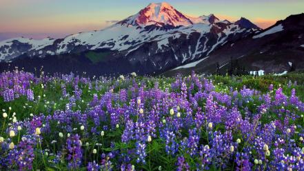 Mountains landscapes lavender wildflowers wallpaper