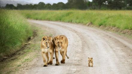 Nature animals roads lions baby lion wallpaper