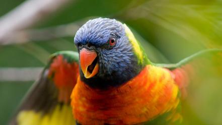 Nature birds parrots rainbow lorikeet wallpaper