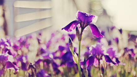 Nature flowers bokeh depth of field purple irises wallpaper