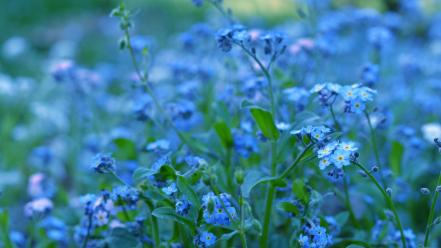 Nature flowers bokeh forget-me-nots blue wallpaper