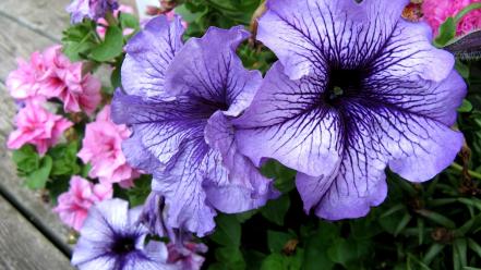 Nature flowers petunias wallpaper