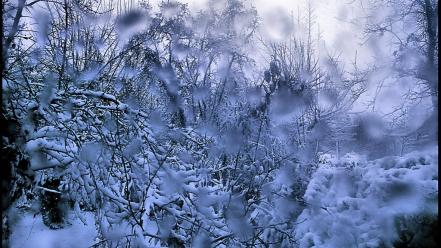 Nature snow trees garden water drops james lapett wallpaper