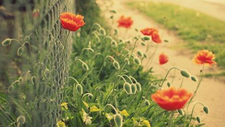 Of field chain link fence red poppies wallpaper