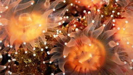 Sea anemones underwater sealife wallpaper