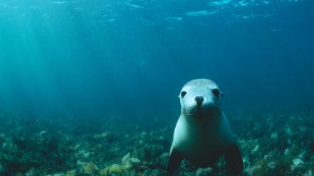 Sea lions wallpaper