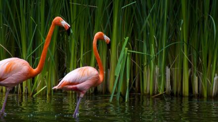 Water birds flamingos reeds wallpaper