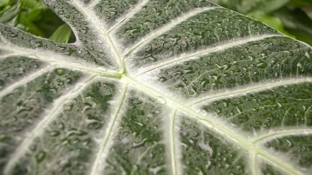 Water drop leaves garden plants drops wallpaper