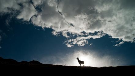 Animals silhouette national geographic llama peru sunlight wallpaper