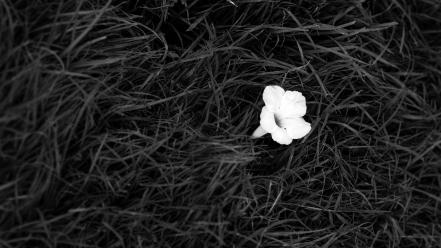 Black and white nature flowers leaves grass wallpaper
