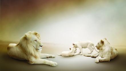 Cats animals pride cubs lions baby wallpaper