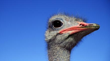 Close-up ostrich blue skies birds wallpaper
