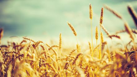Fields wheat crops wallpaper