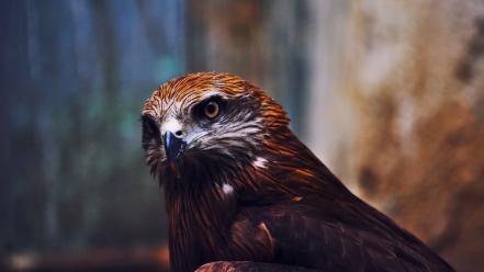 Hawks blurred background birds bird of prey wallpaper