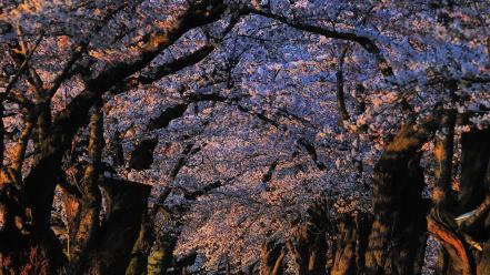 Japan cherry blossoms flowers spring (season) flowered trees wallpaper