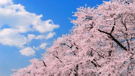 Japan cherry blossoms flowers spring (season) wallpaper