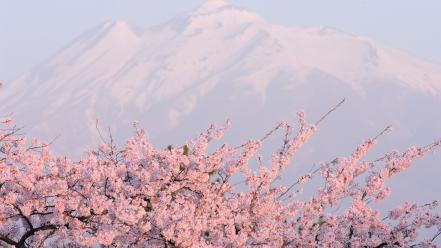 Japan mountains cherry blossoms flowers spring (season) wallpaper