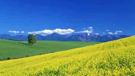 Japan mountains landscapes flowers fields yellow wallpaper