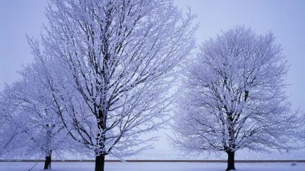 Landscapes snow trees wallpaper