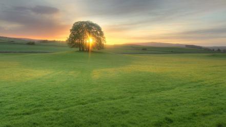 Light green sun trees meadow evening wallpaper