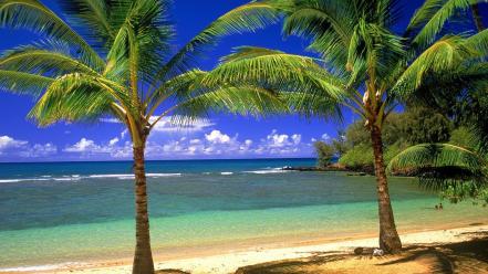 Nature beach palm trees wallpaper